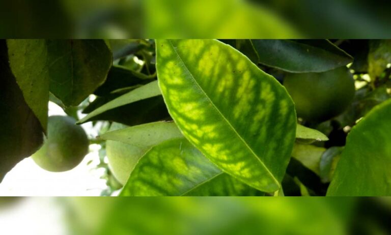 greening_31082021130835