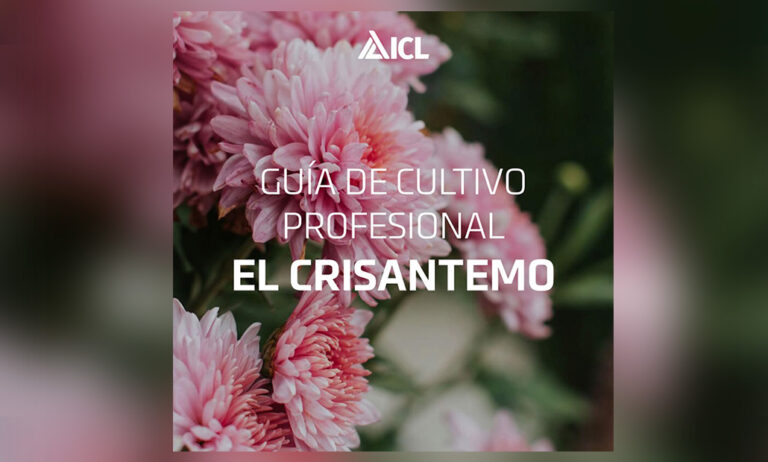 guiacrisantem_16072025133006