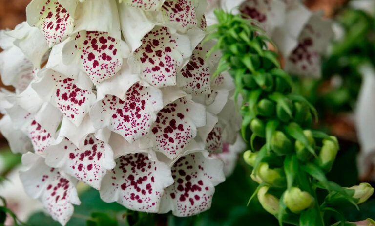gv_-_euroflora_17042025090505