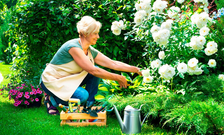 gv_estudio_hta_beneficios_plantas_29012025122255