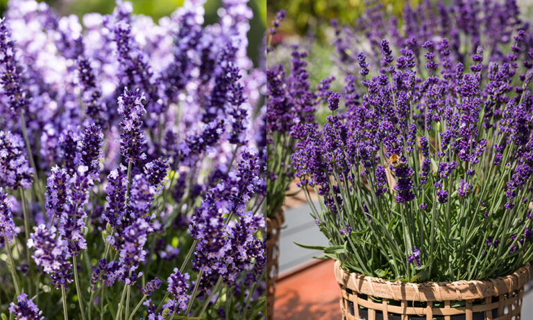gv_syngenta_lavandula1_14042025093157