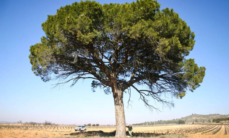 gva_arboles_monumentales_23032023162613