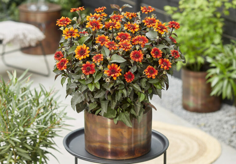 heliopsis-luna-roja-4_09092022100741