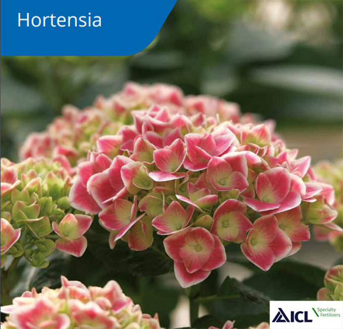 hortensia_catalogo_20032020101827