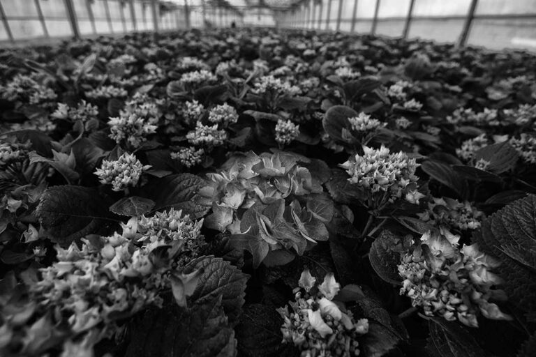 hydrangea_bn_22012025100512