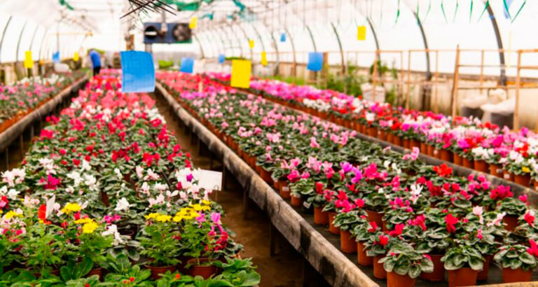 ia-color-flores_11082023093346