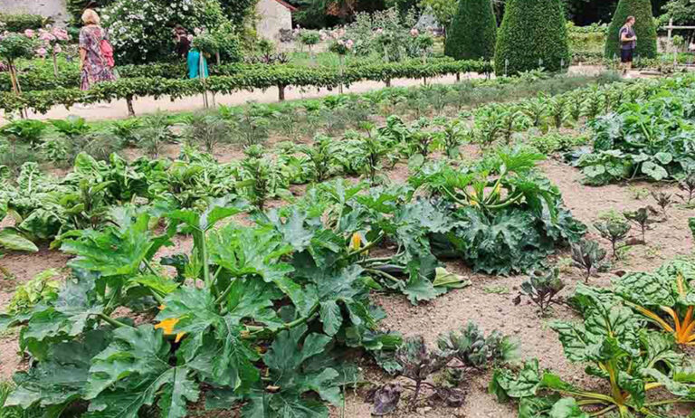 iberflora_huerto_ornamental_18072022143340