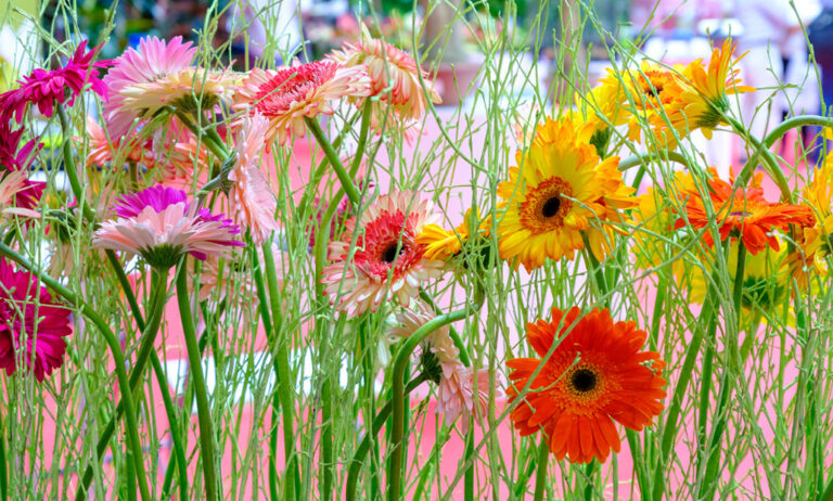 iberflora_universo_floral_24072023091305