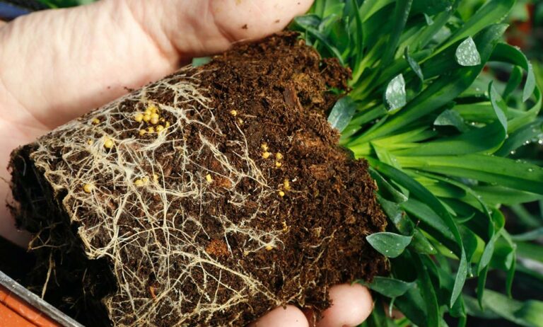 icl_fertilizantes_04032026154602