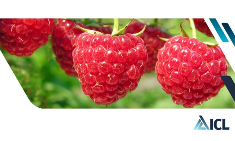 icl_frutos_rojos_03062022115830