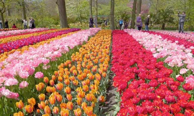 informativo_gv_parques_primavera_holanda_monte_fuji_tosacana_06042022103104