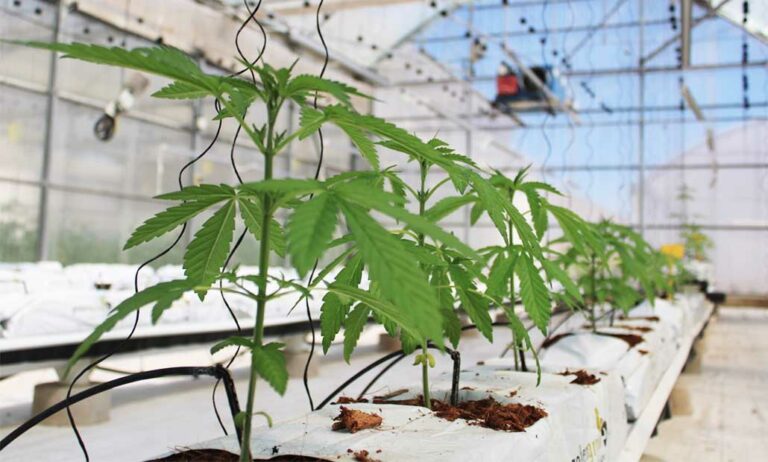 intersemillas_cannabis_19052022105040