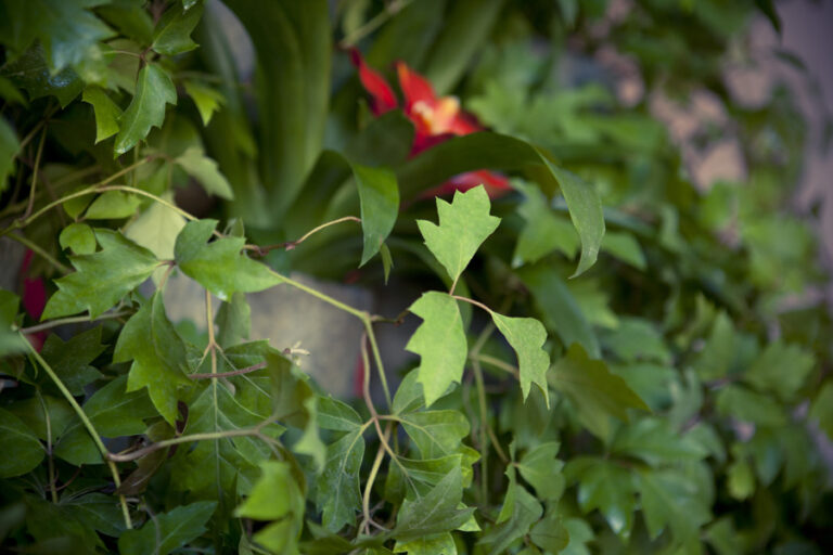 jardin-vertiflor-v15_10012020112507