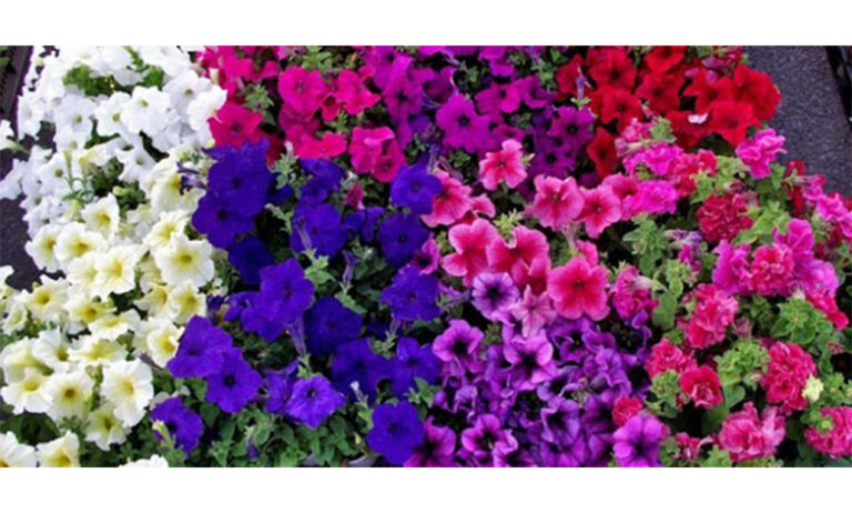 jardin_16072019074757