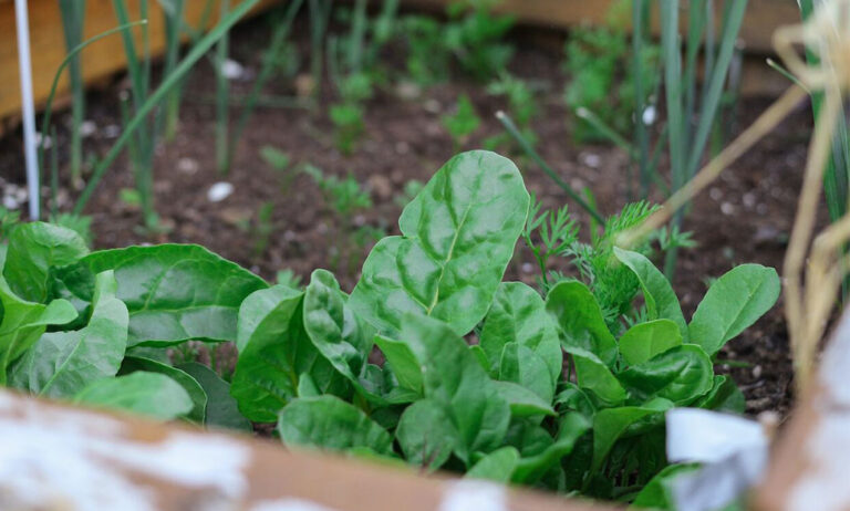 jardin_comestible_03112023075937