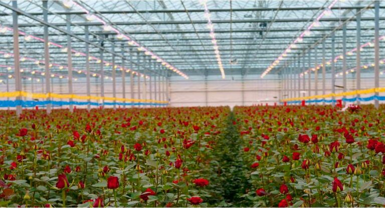 jinning-rose-farm-roses-opening-advanced-stage_27112024100331