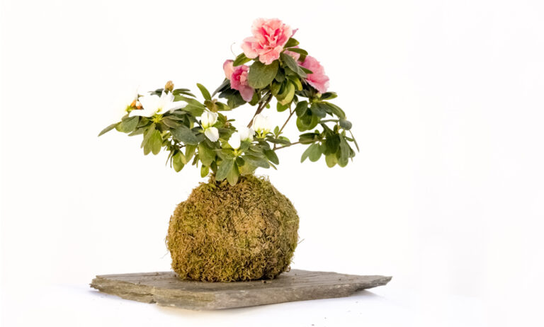 kokedamas_28042021133739