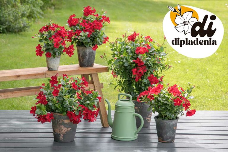 lanzamiento-didipladenia_17032025140632