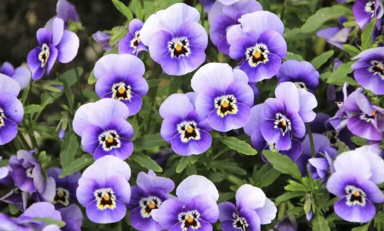 las_mas_hermosas_plantas_ornamentales_del_peru_25042023095333