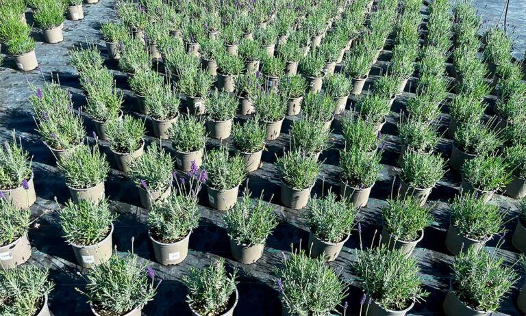 lavanda-syngenta_29052025093800