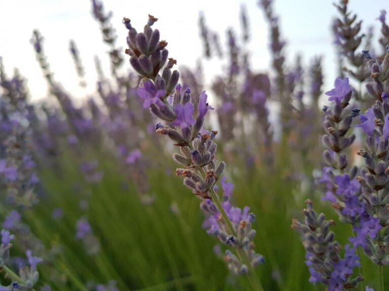 lavanda_cm_09022022102815