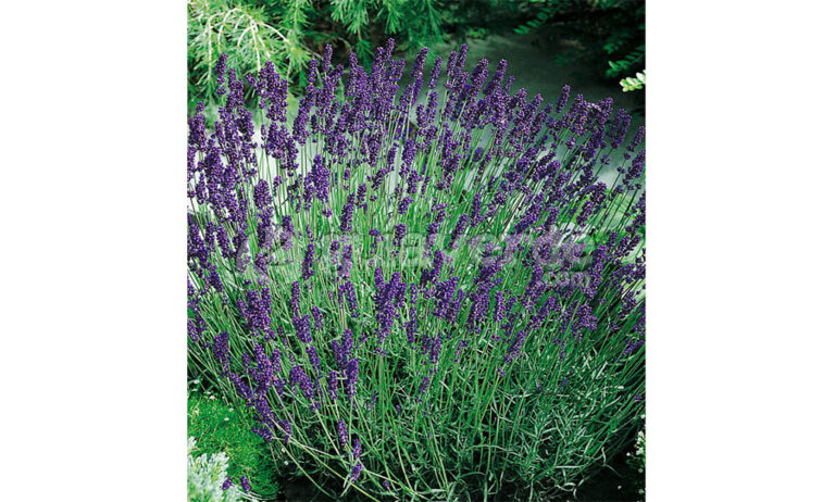 lavandula_06052019074222
