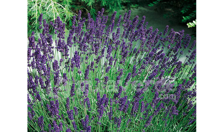 lavandula_22062020075016