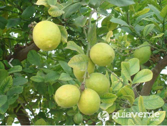limon_14052019065825