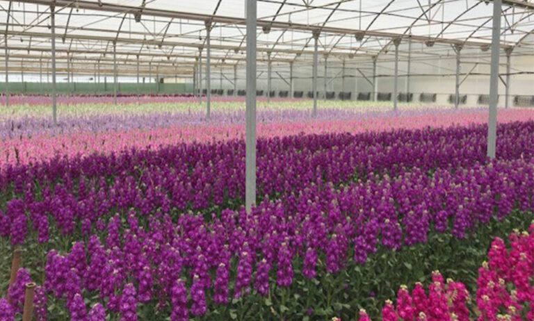 lubexflor_16042025085157