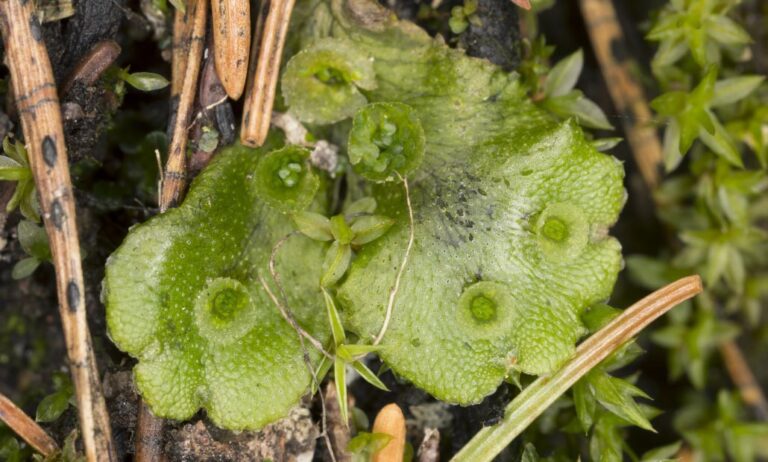 marchantia_12062020120714