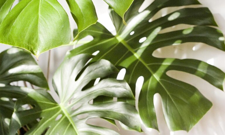 monstera_09022022145159