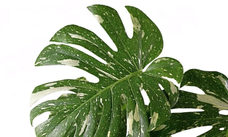 monstera_eeuu__11052022170056