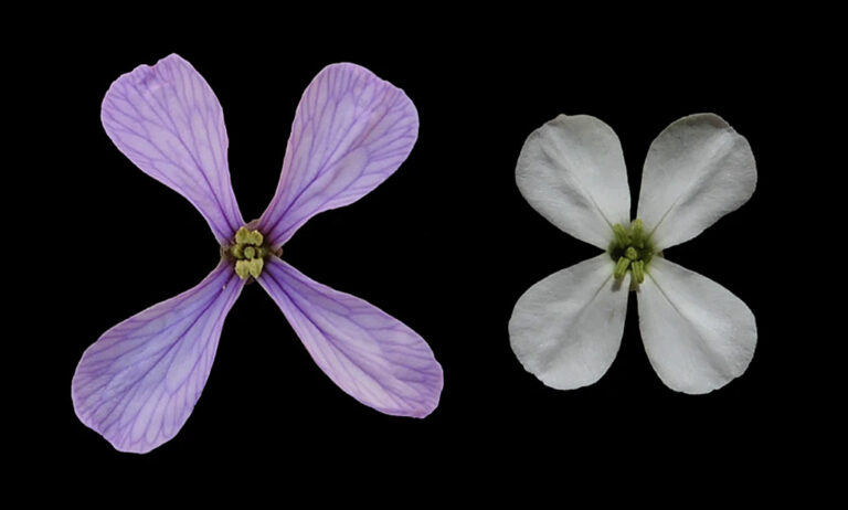 moricandia-arvensis_18092020124540
