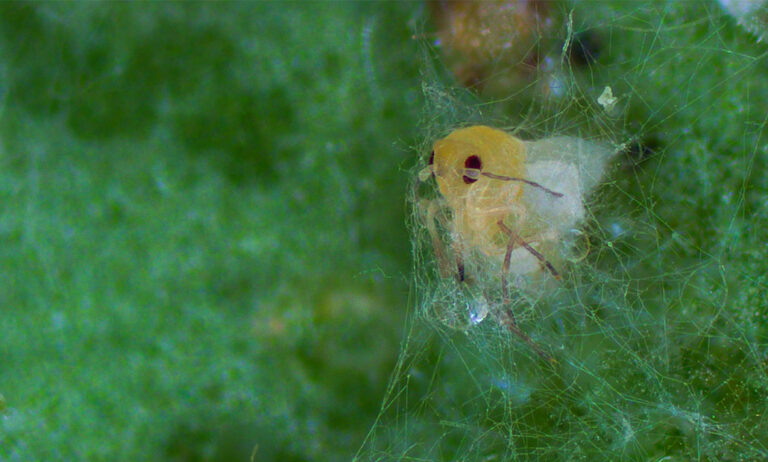 mycotal_koppert_28112023082047
