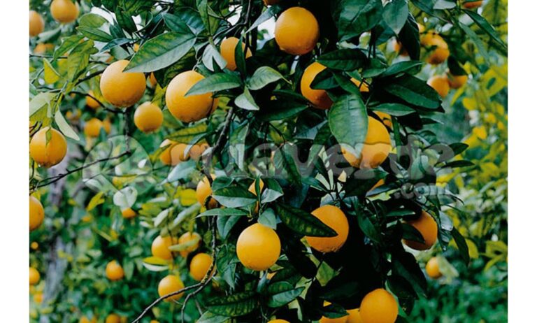 naranjas_24012020101651