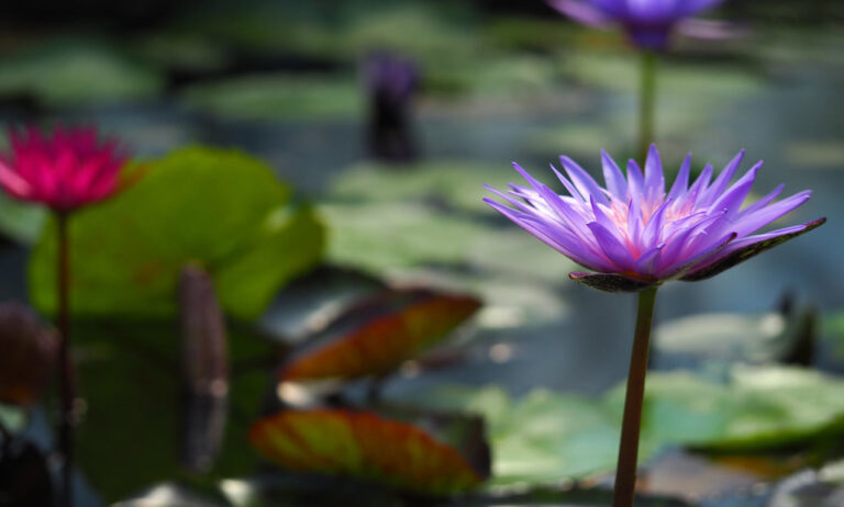 nenufares_botanico_09072021131231