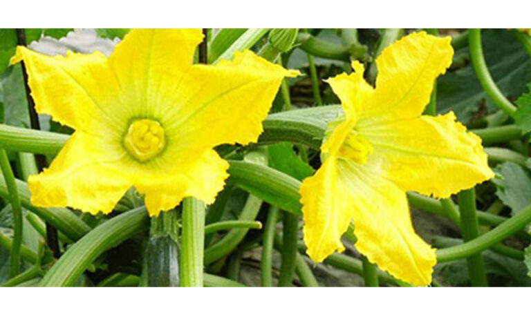 nueva_normativa_europea_fertilizantes_25072019080909