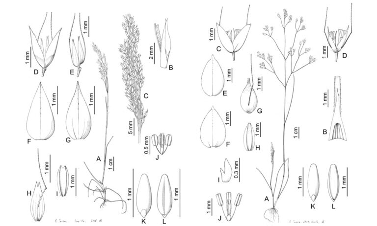 nuevasgramineas_02102020114739
