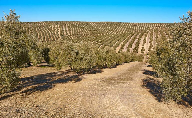 olivar-jaen_1445843648_25082022100217