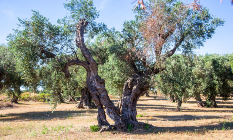 Olive trees in the Salento countryside with branches infected with xylella
