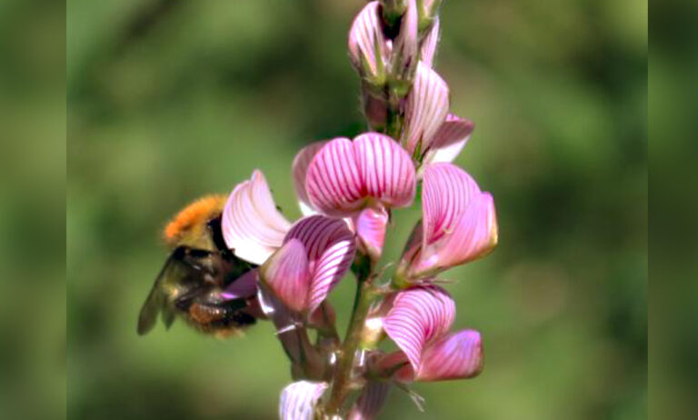 onobrychis_viciifolia_26062020074927