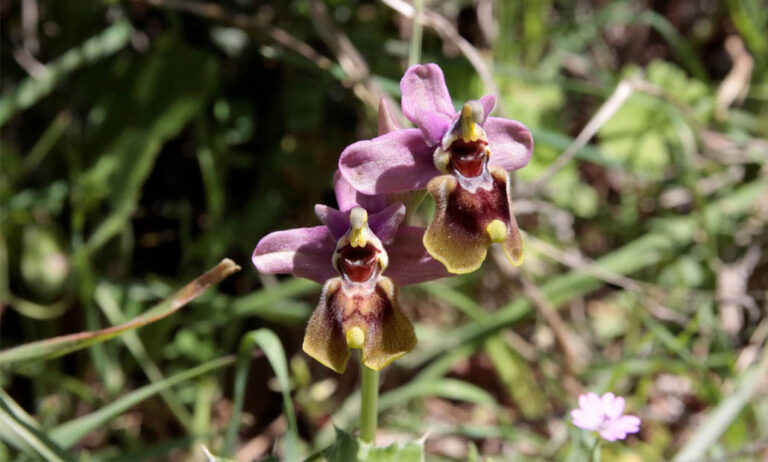 orquideas_lacarolina_13112020134926