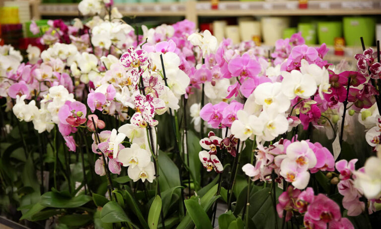 orquideasdiadelamadre_06052021125141