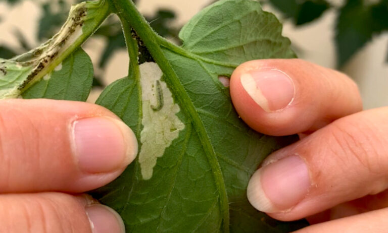 oruga_tomate_tuta_absoluta_04062020083834