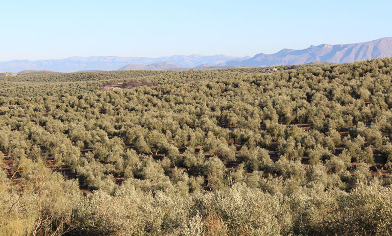 paisaje_olivar_valgenetics_27032025114737