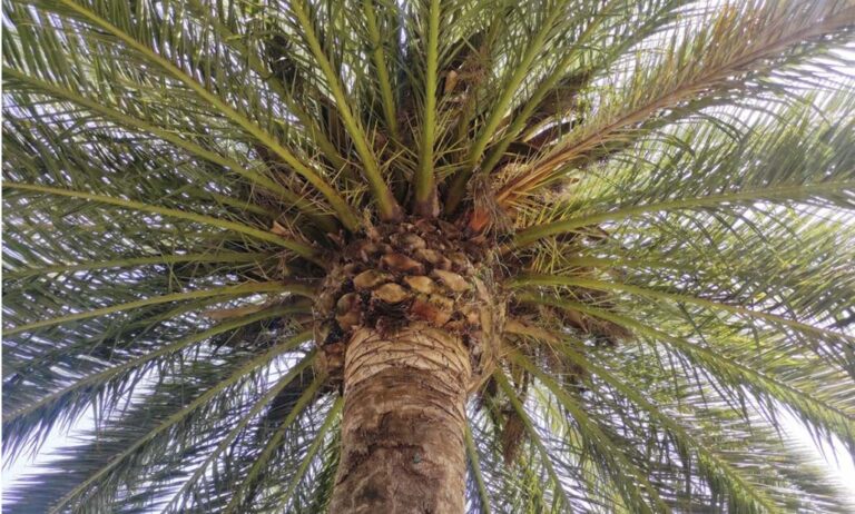 palmera_02122022102849