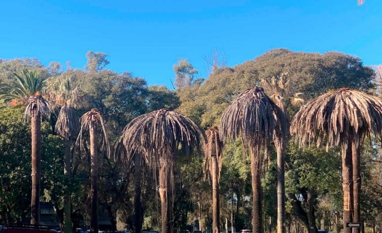 palmeras2_22052024090141