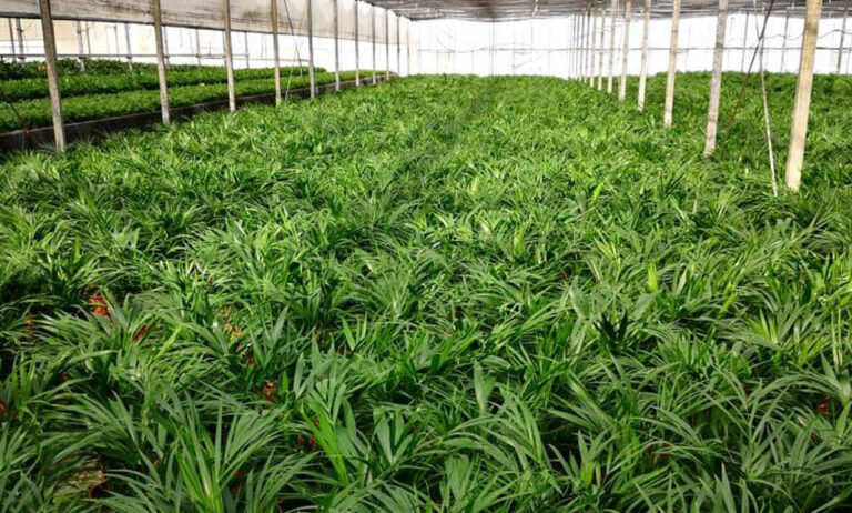 palmeras_fepex_05072021130500