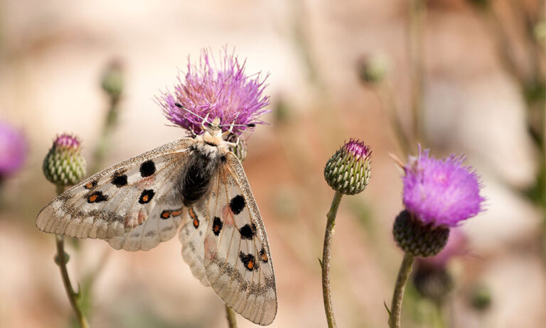 parnassius_apollo_asturiensis_h_d_-_oscar_aguado_07112019184247