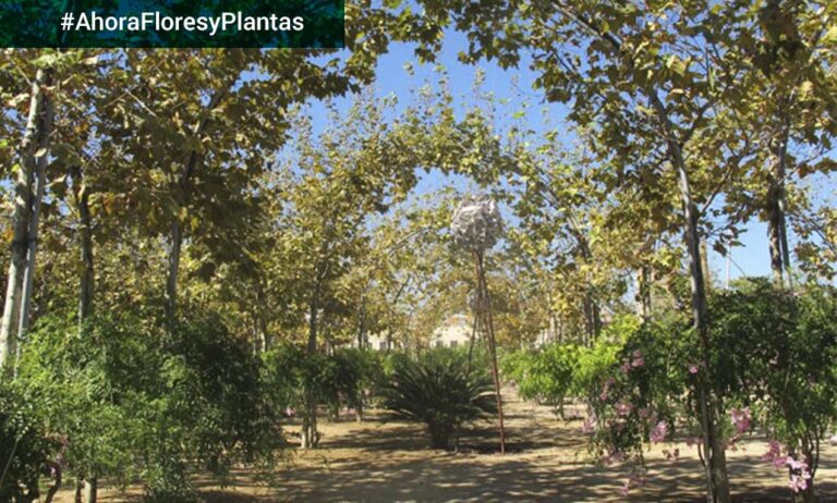 parque_del_centre_de_poblenou_08052020065745